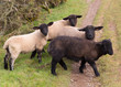 Black sheep of the family