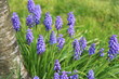 Muscari armeniacum