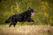 Hütehundmischling