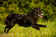 Hütehund in Bewegung