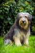 Bearded Collie, sitzend
