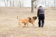 dogs bulmastiff played