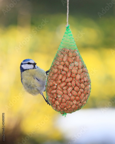 Photo: Meise-33840b1 Meise-33840b1