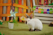 Easter composition with eggs and rabbit on grass