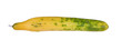 Cucumber turning yellow
