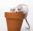 cute little mouse - white background