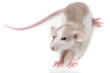 white rat on white background