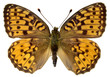 Isolated Dark Green Fritillary butterfly