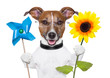 eco energy dog