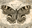 Vintage Butterfly