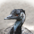 Photo: Emu (Dromaius novaehollandiae) Emu (Dromaius novaehollandiae)