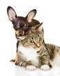 dog bites a cat. Isolated on a white