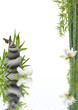 composition flore aquatique zen relaxation