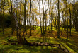 Sunlit Woodland