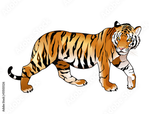 Vector: Red tiger. Red tiger.