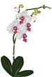 isolated pink spotted orchid flower