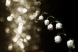 Lily of the valley