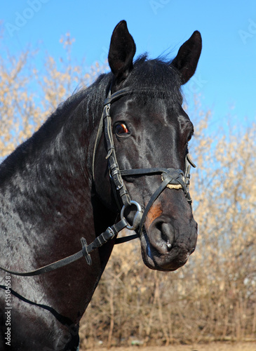 Photo: Portrait of a black stallion Portrait of a black stallion