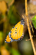 Plain tiger butterfly