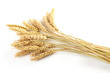Foto: Stalks of wheat ears Stalks of wheat ears