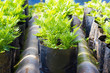 Young flower plant propagation