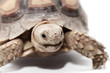 African Spurred Tortoise