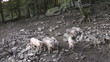 Pigs on the farm