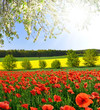 spring landscape in the Czech Republic