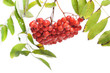 Bunch of red rowan