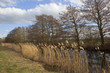 canal and reeds