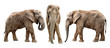 African elephants isolated on white