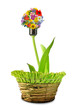 bulb from flowers in pot  isolated
