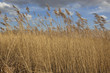 golden reed beds