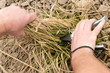 Rückschnitt von Gartenpflanzen
