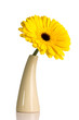 Gerbera.