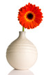 Gerbera.