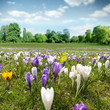 Krokuss Wiese