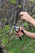 Tree Trimming