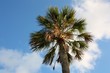 Foto: sabal palm against blue sky sabal palm against blue sky
