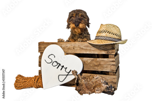 Photo: Gartendekoration, Dackel, Tafel, Sorry Gartendekoration, Dackel, Tafel, Sorry