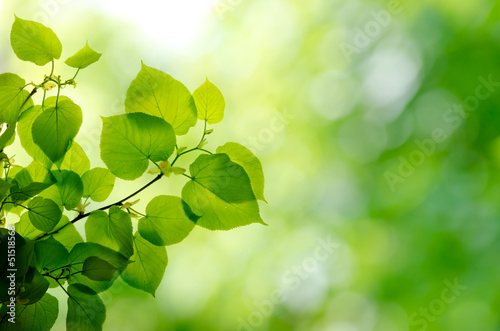 Photo: Green leaves in forest Green leaves in forest