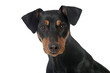 Deutscher Pinscher