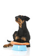 Deutscher Pinscher