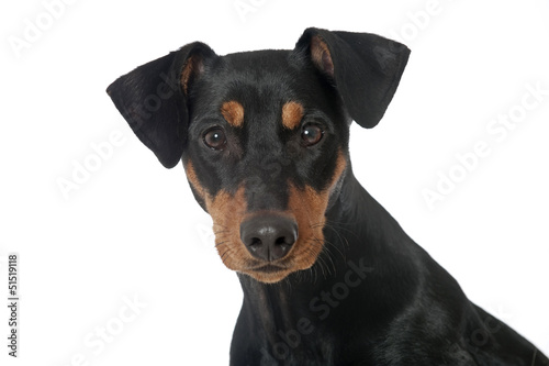 Photo: Deutscher Pinscher Deutscher Pinscher