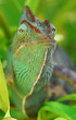 Chamaeleo calyptratus