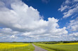 Oilseed Rape, Canola, Biodiesel Crop