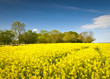 Oilseed Rape, Canola, Biodiesel Crop