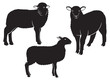 sheep