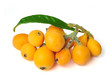 Photo: Loquat Fruits Loquat Fruits