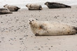 Seehund an der Nordsee, Harbor seal at the North Sea